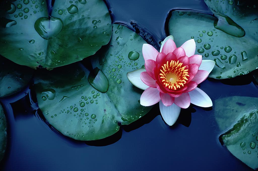 lotus-flower.jpg